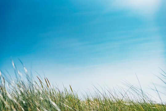 Grass growing on field against blue sky, Poland