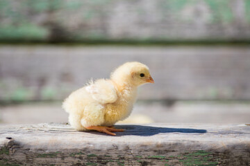 秋の公園で遊んでいる可愛いヒヨコの姿