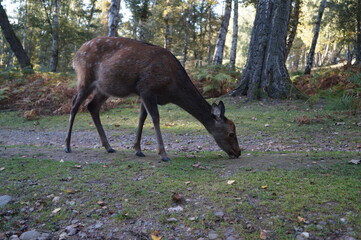 Reh auf der Lichtung