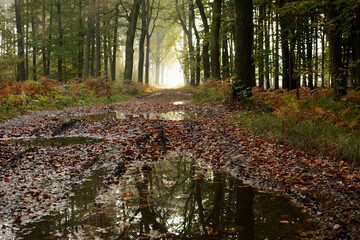 Jesienny las z kałużami i błotem