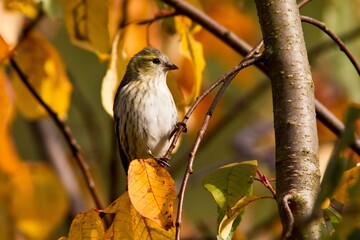 robin on branch