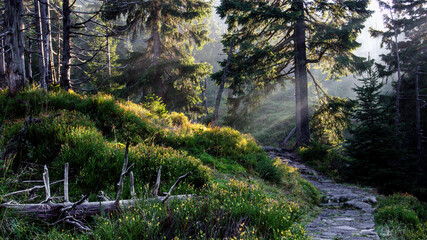 The sun's rays in the fog in the forest in the Karkonosze National Park