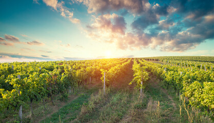 vineyard with ripe grapes in countryside at sunset