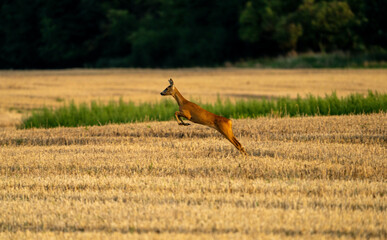 Sarna © Malniva.photography