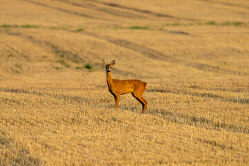 Sarna europejska © Malniva.photography