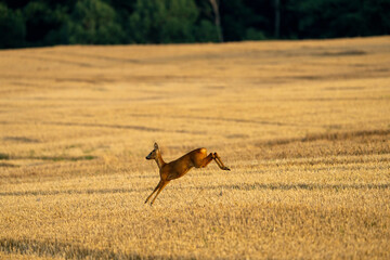 Sarna europejska © Malniva.photography