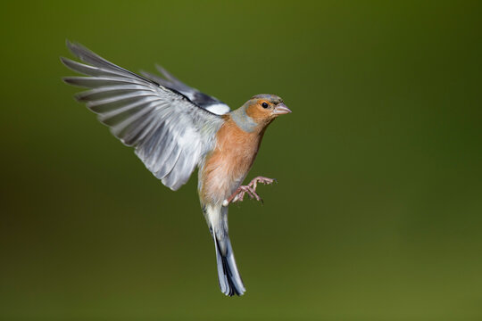 Male Chaffinch, Fringilla coelebs, flying