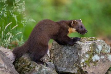  Scotland Pine Marten 