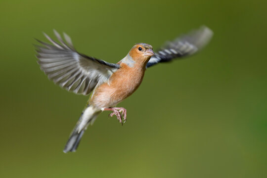 Male Chaffinch, Fringilla coelebs, flying