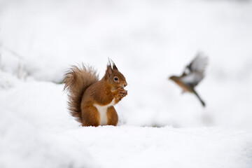 UK, Scotland, Red squirrel (Sciurus vulgaris) feeding in snow