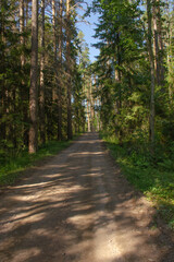 Naklejka premium Dirt road among green trees on a clear summer day, vertical photo