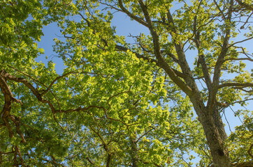 Horizontal branches with new green leaves against a clear blue sky.