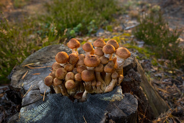 Autumn mushrooms. Picking mushrooms in the wild forest. Honey mushrooms on a stump in the forest. . A family of honey agarics. Close-up horizontal photography.