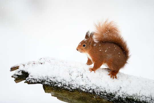 Eurasian red squirrel on snow-covered tree trunk