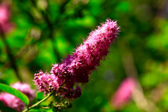 Purple flower on Spiraea billiardii bush