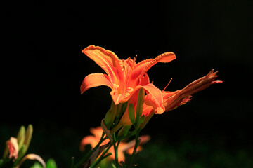 Orange lilies blooming in summer