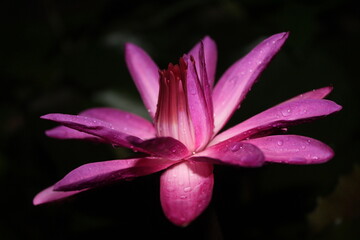 pink lily flower