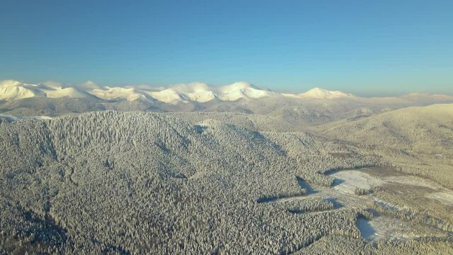 Aerial view of winter landscape with mountain hills covered with evergreen pine forest after heavy snowfall on cold bright day.