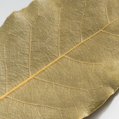 Detailed and large close up shot of a bayleaf.