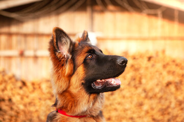 Portrait of a young German shepherd dog.
