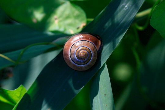 Spiral of brown snail shell