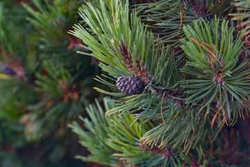 pine tree branch. young cones on a pine branch	
