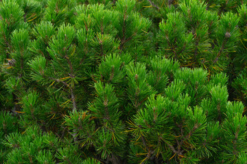 the tops of the pines. green branches of pine trees. background	
