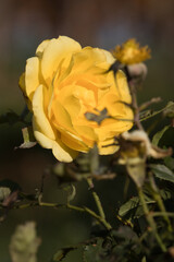 Yellow rose in full bloom with a green background on a fall day in Germany.