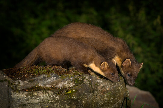 Two pine marten at night