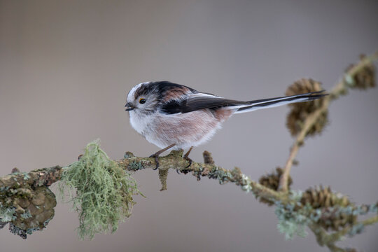 Long-tailed Tit on twig