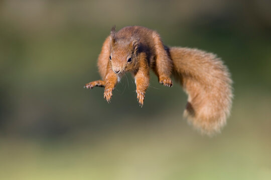 Red squirrel, Sciurus vulgaris, jumping