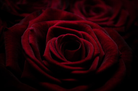 Red roses background Closeup texture of flowers