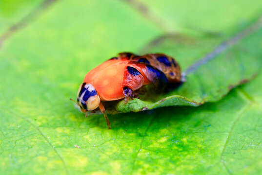 Asian ladybeetle (Harmonia axyridis) hatching on leaf