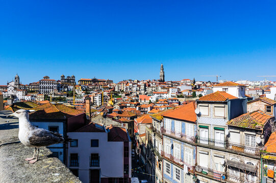 Portugal, Porto, city view, seagull on wall