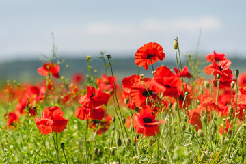 Poppies blooming in spring