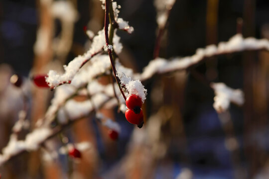 Berries on frosted tree branches in winter