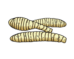 Vector Abstract  soft focus of the West Indian Arrow-Root,Maranta arundinacea, Canna indica, Australian arrowroot, with the white copy space background.The local, herb, vegetable and Thailand food.