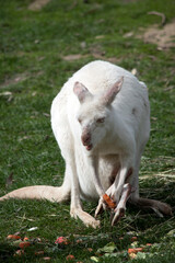 the albino western grey kangaroo has a joey in her pouch