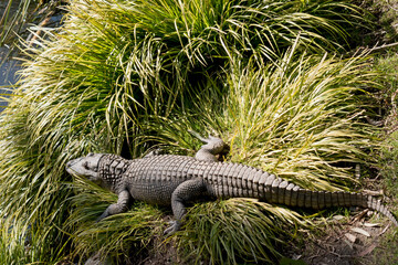 the alligator is hioding in the grass - obrazy, fototapety, plakaty