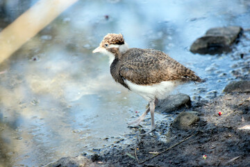 this is a side view of a banded lapwing chick