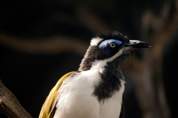 this is a close up of a blue faced honeyeater