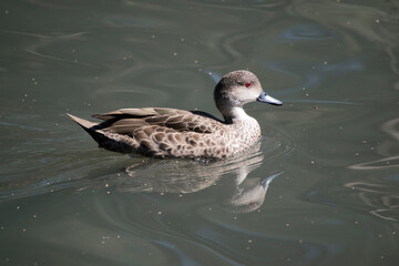 the chestnut teal is swimming in the lake