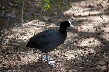 this is a side view of a eurasian coot