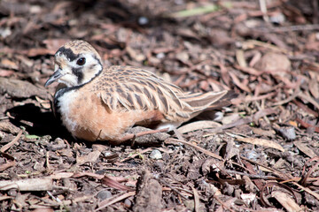 the inland dotterel is resting on the ground