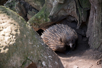 the echidna is covered in sharp spines and rolls into a ball to protect itself