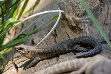 this is a side view of a gecko