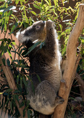 the koala is in the fork of a tree