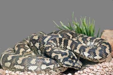 the carpet python are found all over Australia ususlly near water