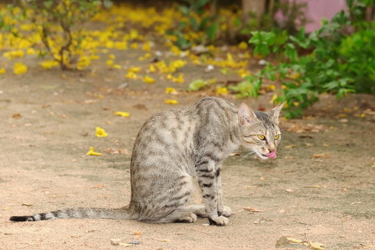 photo of grey tabby cat with tongue sticking out