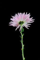 Closeup back of Pink Chrysanthemum flower isolated on dark background